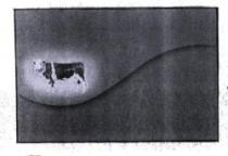 رسم لبقرة مرقطة بالابيض والاسود وبرقبتها جرس - trademark of the United Arab Emirates 060747