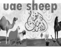 uae sheep أغنام الإمارات