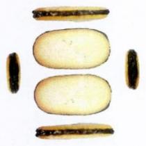 ستة رسومات لقطعة كعك شطائريه