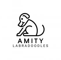 AMITY LABRADOODLES
