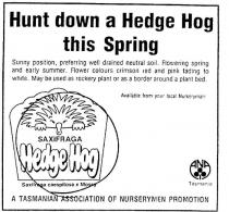 SAXIFRAGA;HEDGE HOG;SAXIFRAGA CAESPITOSA X MOSSY
