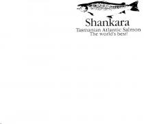 SHANKARA TASMANIAN ATLANTIC SALMON;THE WORLDS BEST!