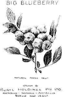 BIG BLUEBERRY;NATURAL FRESH FRUIT;GROWN BY RURAL HOLDINGS PTY LTD;NORTHDOWN TASMANIA AUSTRALIA