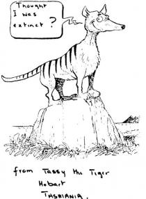 THOUGHT I WAS EXTINCT?;FROM TASSY THE TIGER HOBART TASMANIA