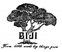 BIJI FROM LITTLE SEEDS BIG THINGS GROW