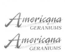 AMERICANA GERANIUMS