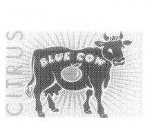 CITRUS BLUE COW