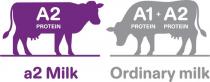 A2 PROTEIN A2 MILK A1 PROTEIN + A2 PROTEIN ORDINARY MILK