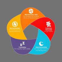 SN2 PALMITATE + DHA FOR THE ESSENTIAL BUILDING BLOCKS OF DEVELOPMENT. PREBIOTICS FOS & GOS FOR GUT HEALTH. NIGHT NUCLEOTIDES FOR OVERNIGHT FUNCTION AND DEVELOPMENT. ZZ TRYPTOPHAN FOR A QUALITY NIGHT'S SLEEP. DAY NUCLEOTIDES FOR HEALTHY GROWTH AND DEVELOPMENT.