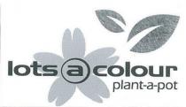 LOTS A COLOUR PLANT-A-POT