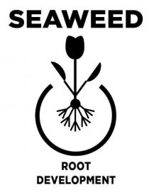SEAWEED ROOT DEVELOPMENT