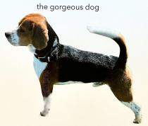 the gorgeous dog