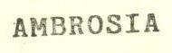 AMBROSIA