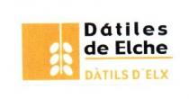 DATILES DE ELCHE DATILS D'ELX