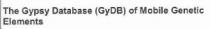 THE GYPSY DATABASE (GYDB) OF MOBILE GENETIC ELEMENTS
