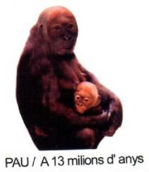 PAU/ A 13 MILIONS D'ANYS