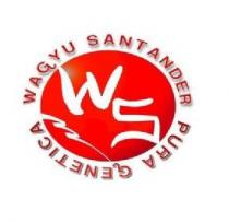 WS Wagyu Santander pura genética