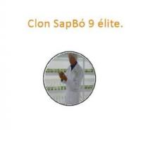 Clon SpaBó 9 élite