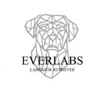 Everlabs Labrador retriever