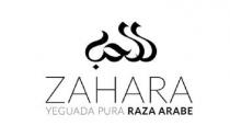 ZAHARA YEGUADA PURA RAZA ARABE