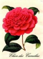 CHAN DAS CAMELIAS