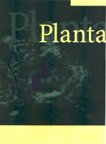 Planta