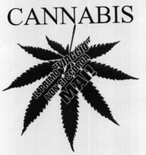 CANNABIS IL PRIMO VIAGGIO NON SI SCORDA MAI