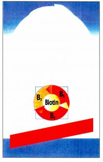 Biotin B2 B3 B5