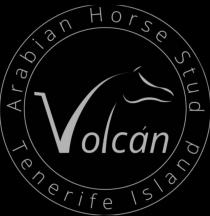 Arabian Horse Stud Volcan Tenerife Island