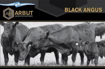 AB ARBUT ARGENTINE BUTCHERS BLACK ANGUS