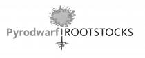 Pyrodwarf ROOTSTOCKS