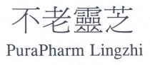 PuraPharm Lingzhi 不老靈芝