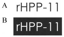 rHPP-11