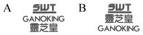 SWT GANOKING 靈芝皇