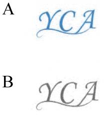 YCA