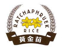 RATCHAPHRUEK RICE 黃金苗