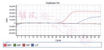 Amplification Plot Rn 50,000 40,000 30,000 20,000 10,000 0 -10,000 -20,000 -30,000 2 4 6 8 10 12 14 16 18 20 22 24 26 28 30 32 34 36 38 40 42 44 Cycle Legend IMP MP NP LP 驢皮 東阿城阿膠