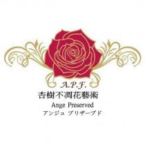A.P.F. Ange Preserved 杏樹不凋花藝術 一