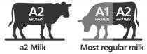 A2 A1 A2 PROTEIN PROTEIN PROTEIN a2 Milk Most regular milk