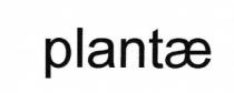 plantae