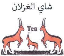 tea شاي الغزلان