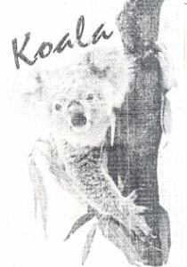 Koala, PANDA FACE