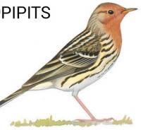 PÃÂ­pits