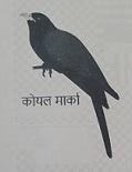 KOYAL MARKA TOKA