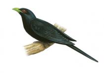 KOYAL