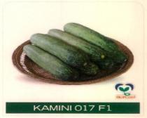 KAMINI 017 F1