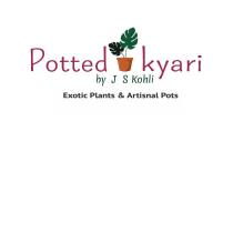 Potted Kyari