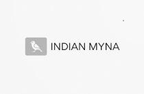 INDIAN MYNA
