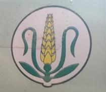 GOLD KRISHI KALYAN SEEDS
