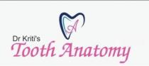 DR. KRITI'S TOOTH ANATOMY